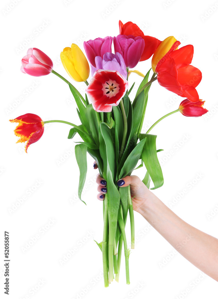 Beautiful tulips in hand isolated on white Beautiful tulips in hand isolated on white