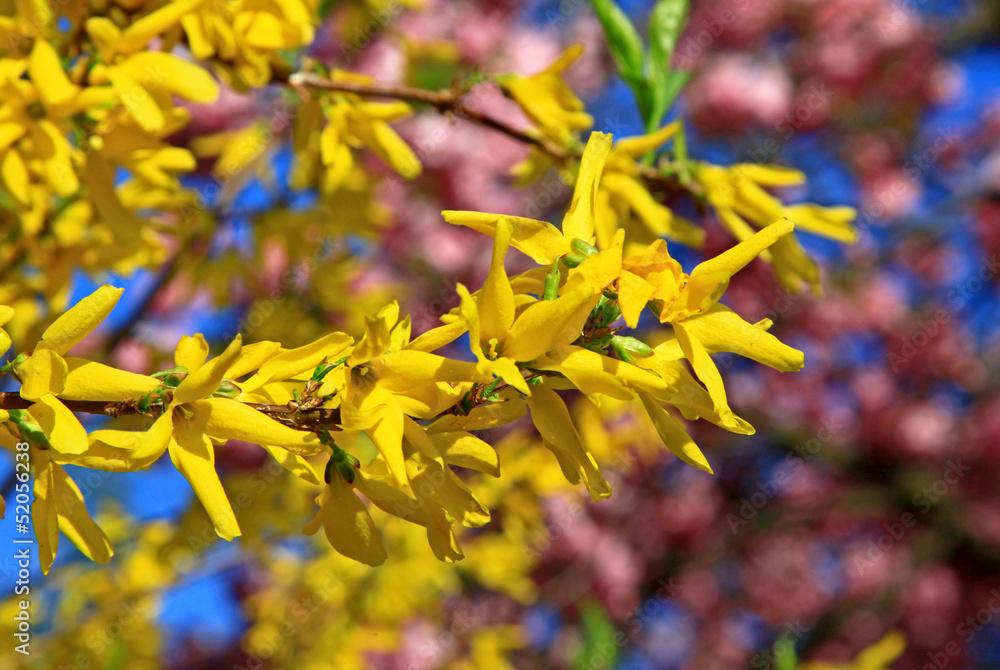 Spring - flowering tree Spring - flowering tree