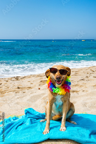 Relaxing dog at the beach © Ivonne Wierink
