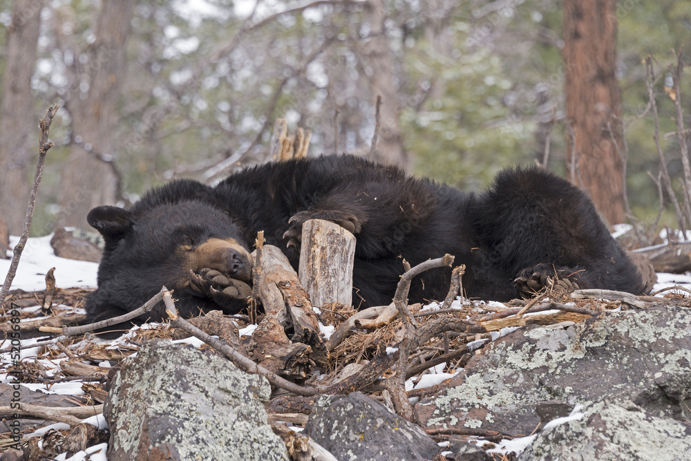Fototapeta premium Black Bear Sleeping