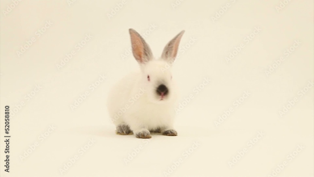 Rabbit in studio Rabbit in studio