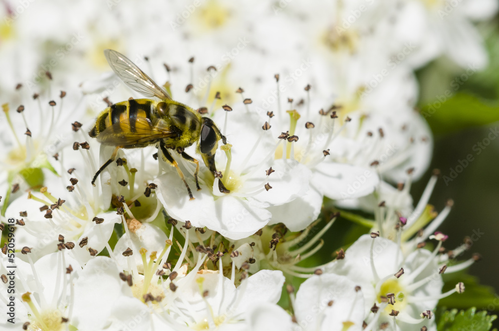 Hoverfly on hawthorn flowers Hoverfly on hawthorn flowers