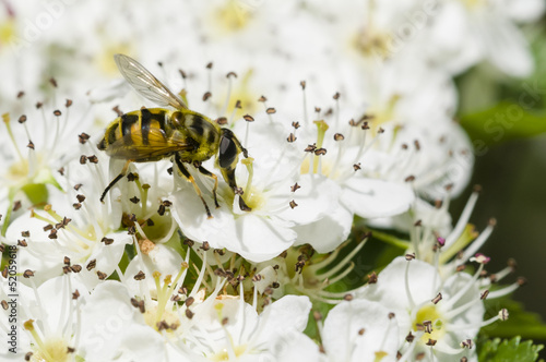 Hoverfly on hawthorn flowers