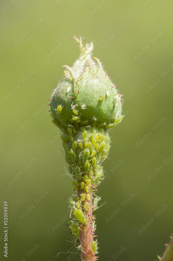 Fototapeta premium green aphid insects