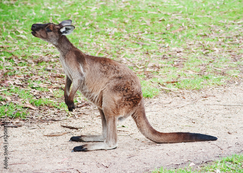 native Australian kangaroo