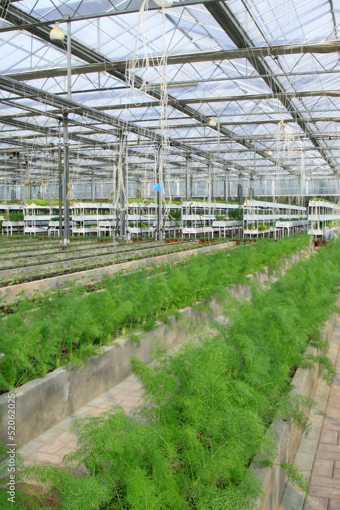 Asparagus grown in modern agricultural production workshop