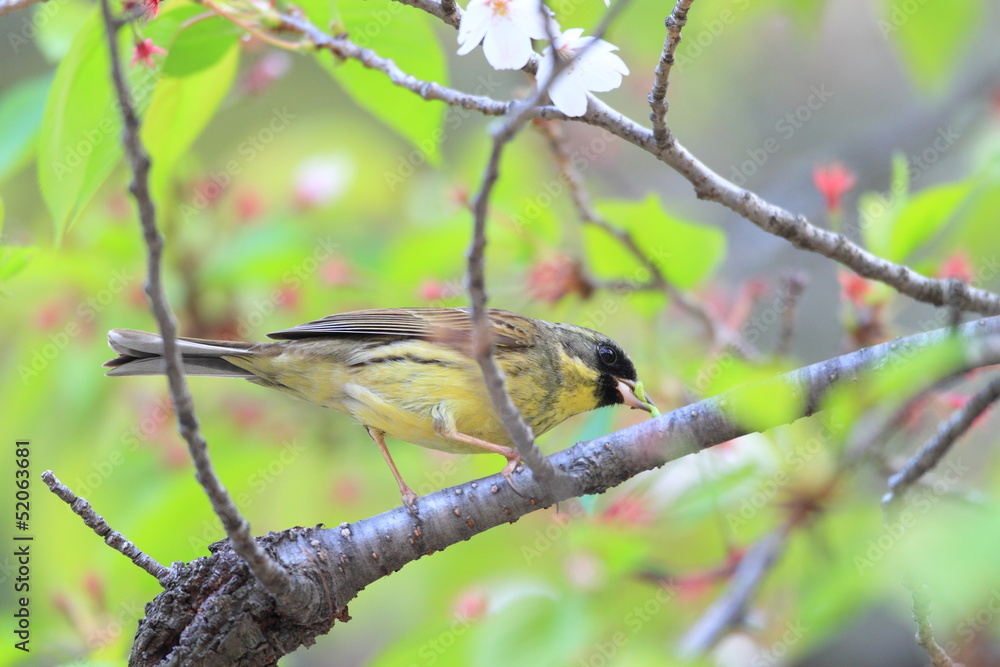 Naklejka premium アオジ