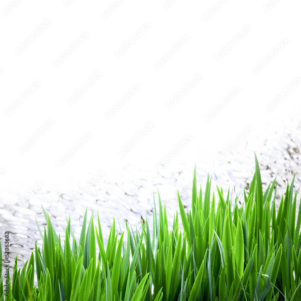 Fototapeta premium grass