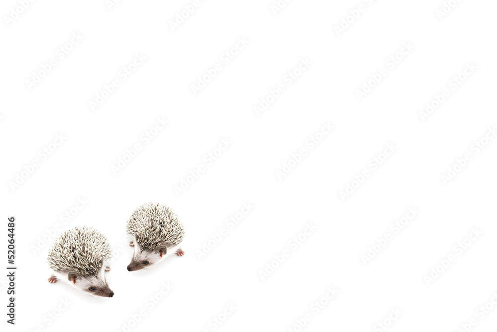 Obraz premium african pygmy hedgehog