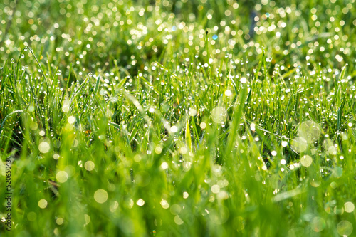 Morning dew in the sunlight - the background