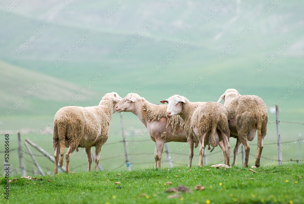 Obraz premium Sheep grazing