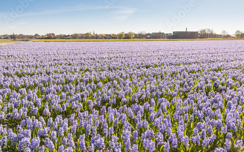 Wallpaper Mural Field with lilac blooming Hyacinth bulbs in the Netherlands Torontodigital.ca