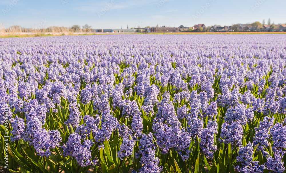 Lilac flowering hyacinths at a bulbs field of a Dutch nursery. Lilac flowering hyacinths at a bulbs field of a Dutch nursery.