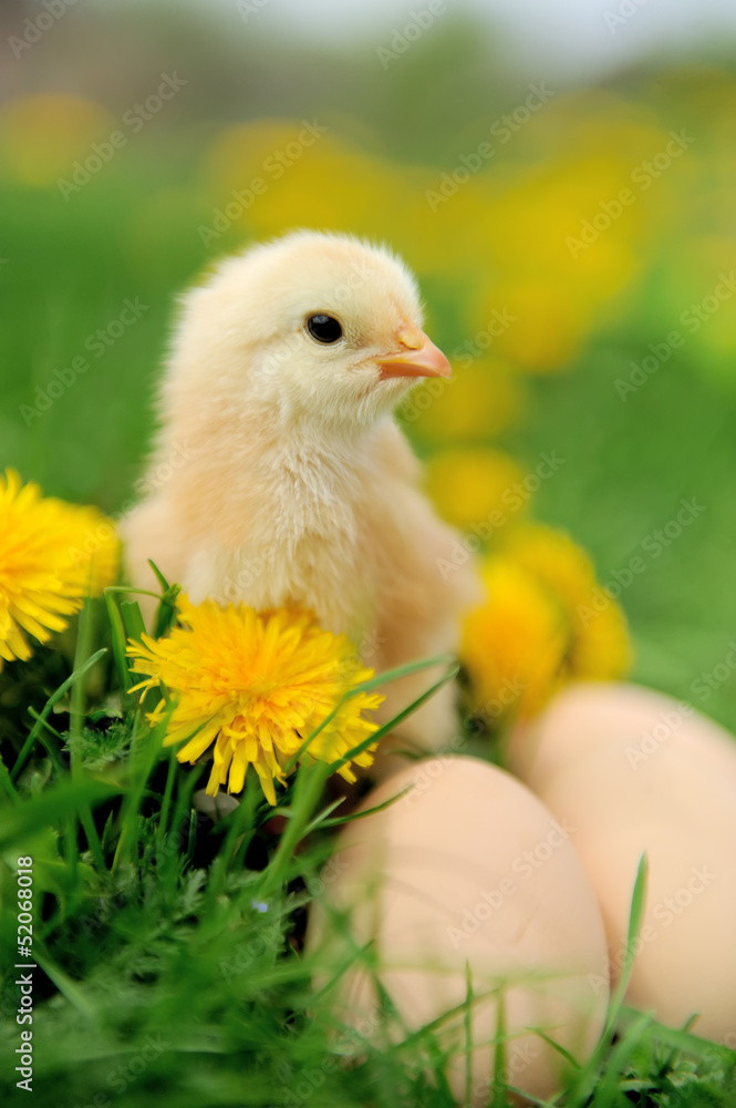Little chicken on the grass Little chicken on the grass