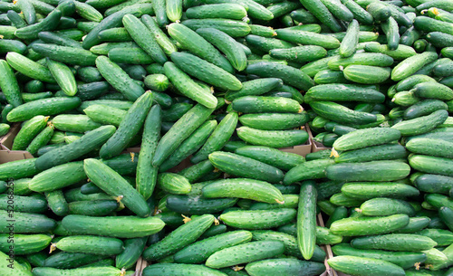 Fresh cucumbers in the market.