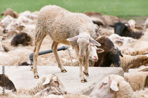 Canvas Print thirsty sheep