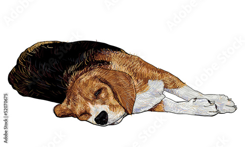 Beagle is laying down and almost fallen asleep.