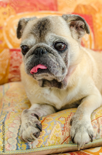 Cute old pug