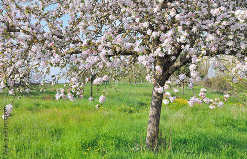 floraison pommier photo