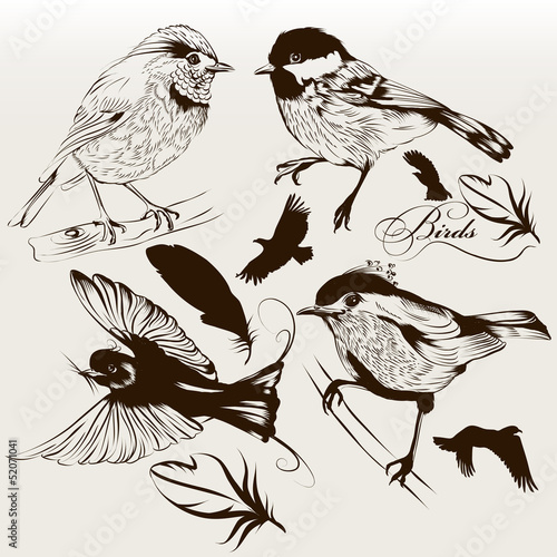 Collection of vector hand drawn birds for design