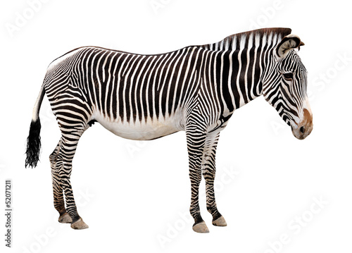 Fototapeta Naklejka Na Ścianę i Meble -  zebra isolated on white background