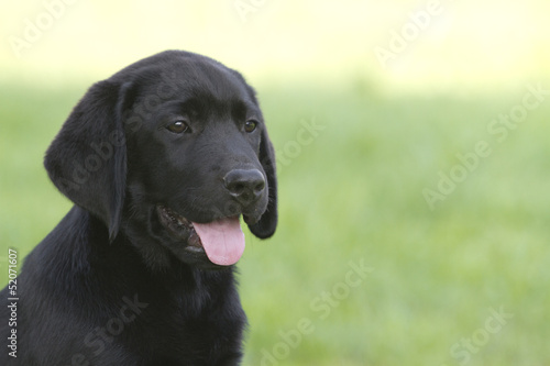 Fototapeta Naklejka Na Ścianę i Meble -  portrait of a labrador puppy