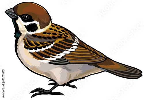 tree sparrow photo