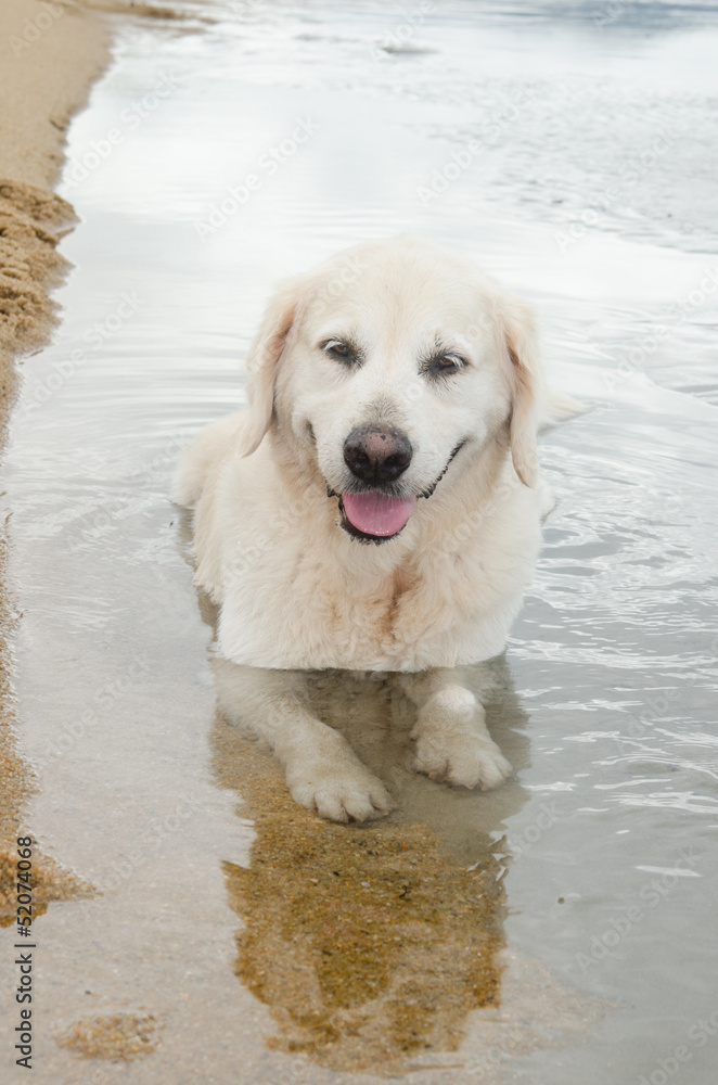 砂浜で和むゴールデンの成犬（メス、8歳）