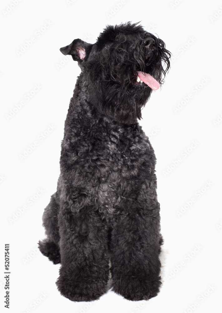 Portrait of black dog, studio shot 