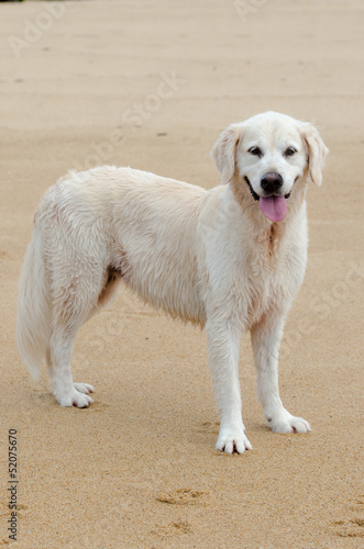 砂浜で和むゴールデンの成犬（メス、8歳）