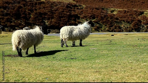 sheep in wanlockhead scotland