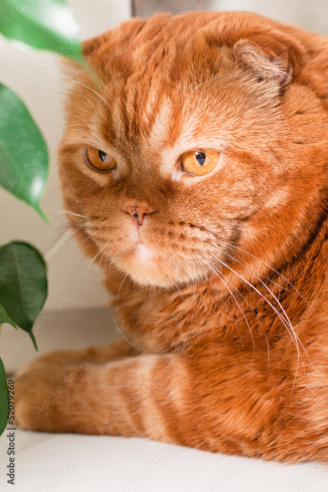 Naklejka premium Scottish fold cat