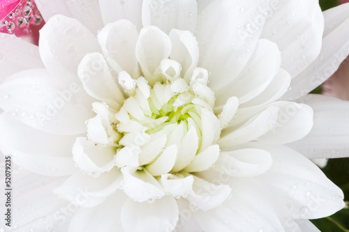 white flower chrysanthemum, close up