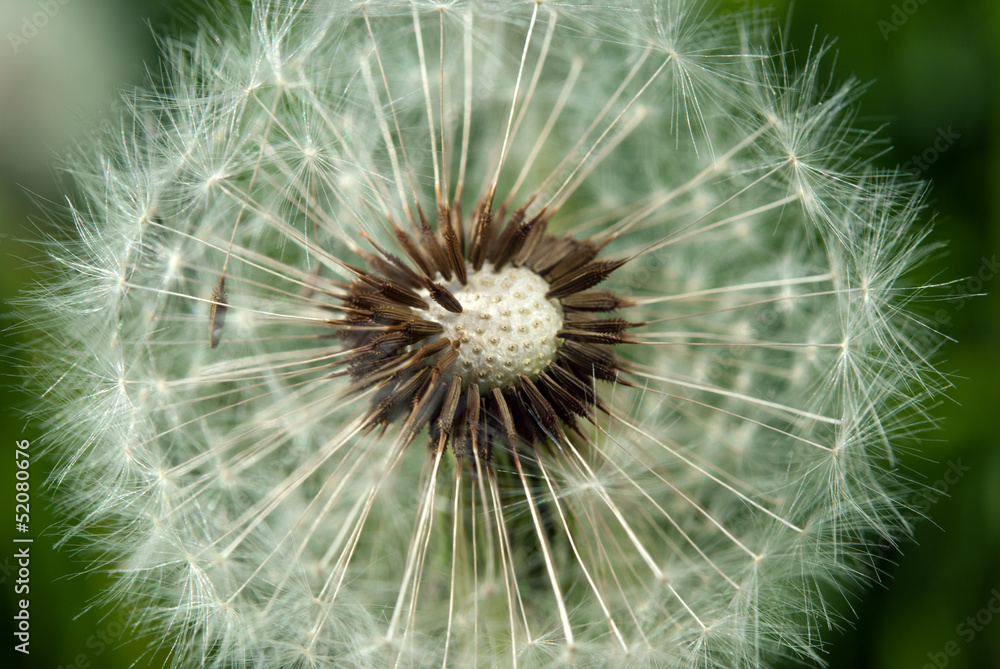 Fototapeta premium Dandelion