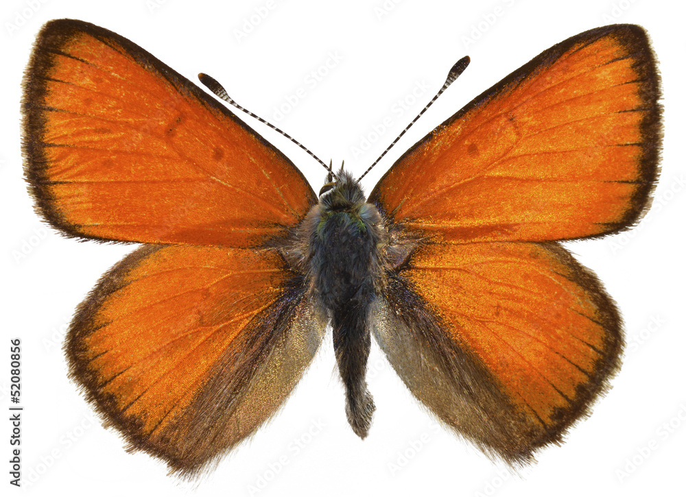 Fototapeta premium Isolated Purple-edged Copper butterfly
