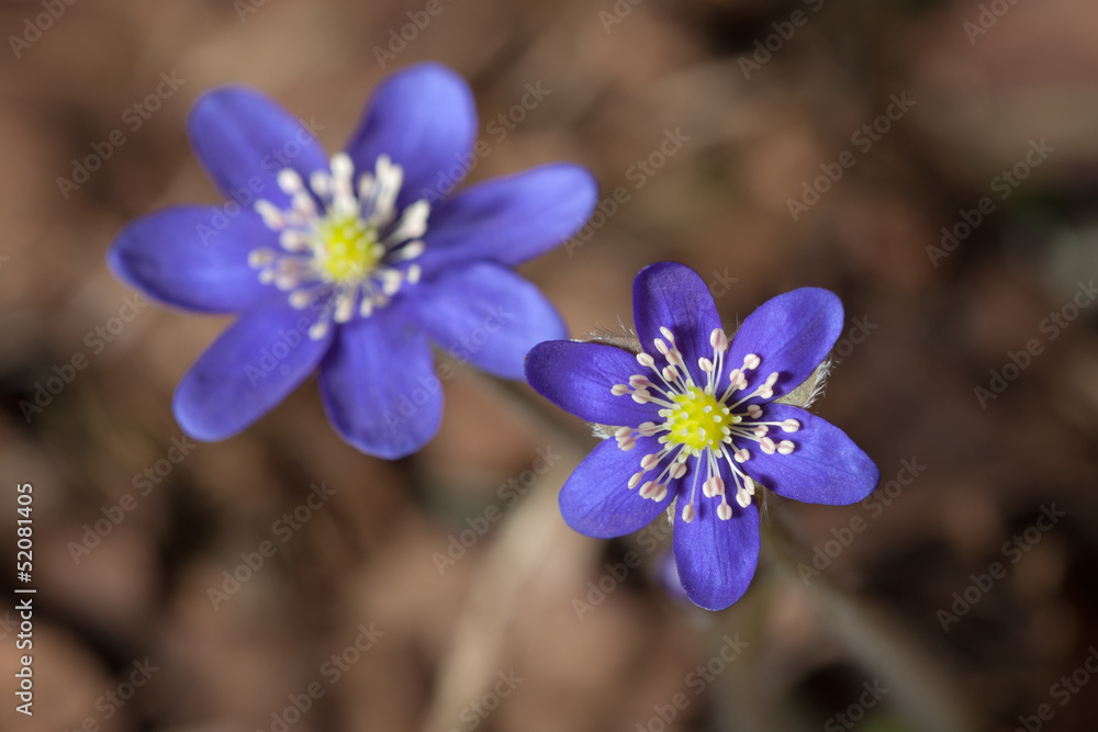 blue flowers blue flowers