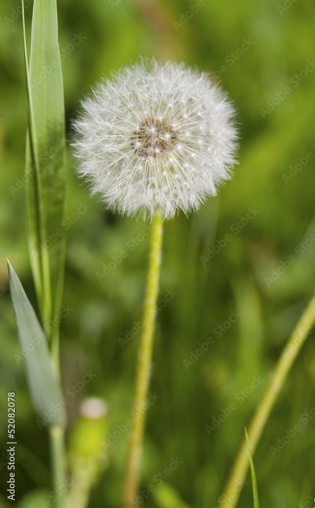 dandelion with green grass dandelion with green grass