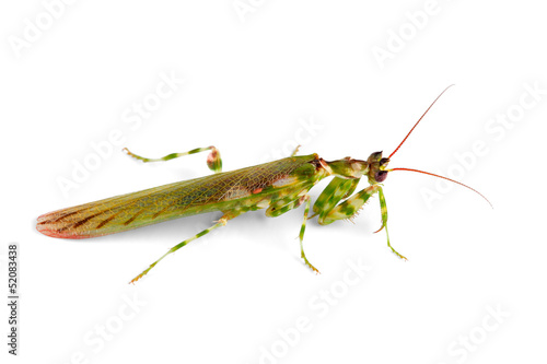 Canvas-taulu Flower mantid on white
