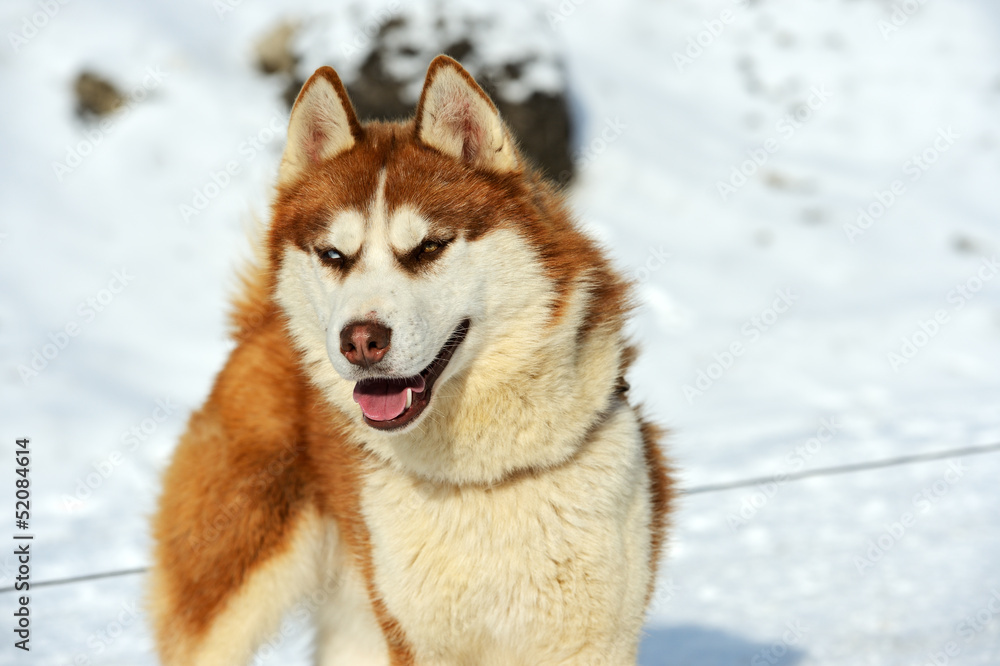 Husky dog