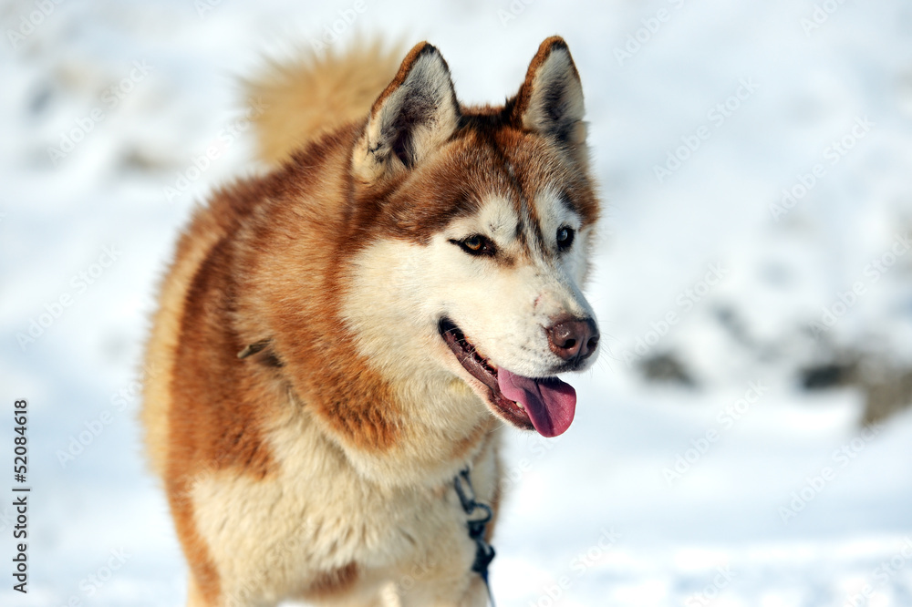 Husky dog