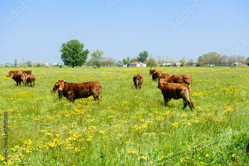 Mucche al pascolo - Cows grazing photo