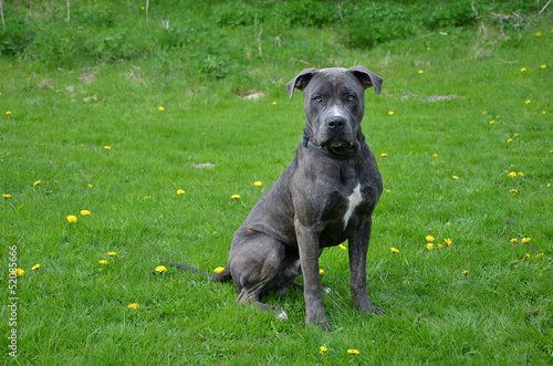 Dogo Canario
