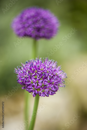 Purple Flower