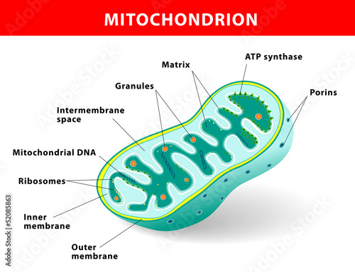 Fotografija Mitochondrion vector illustration