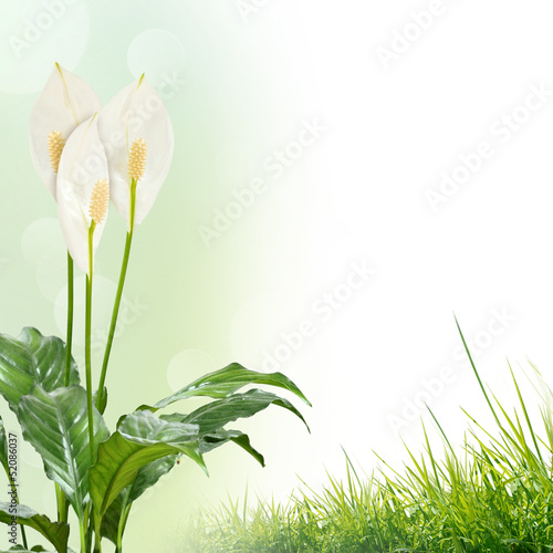 Fototapeta Naklejka Na Ścianę i Meble -  white flowers on the green background