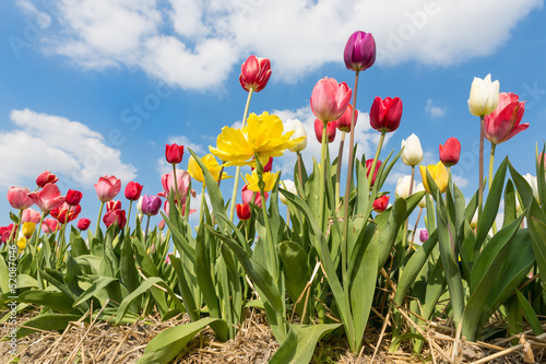 Beautiful colorful tulips against a blue sky with clouds