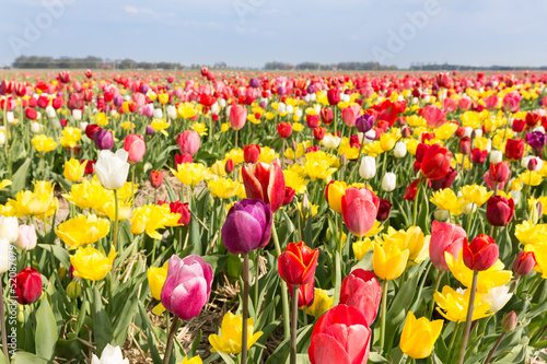 Fototapeta Naklejka Na Ścianę i Meble -  Field of beautiful colorful tulips in the Netherlands