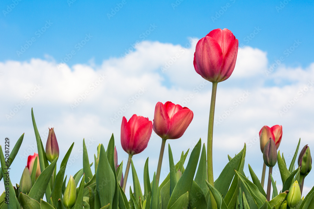 Red Tulips under a blue sunny sky Red Tulips under a blue sunny sky
