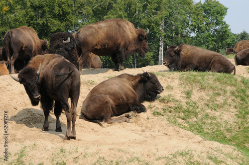 Quebec, bison in the Saint Felicien zoo