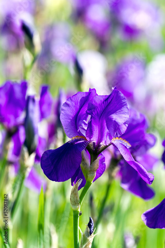 Fototapeta Naklejka Na Ścianę i Meble -  Blue flag iris
